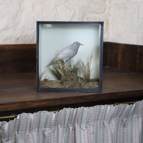 taxidermy rare stuffed grey starling by h n pashley - CATEGORY: ANTIQUE MISCELLANEOUS - DATED 1910