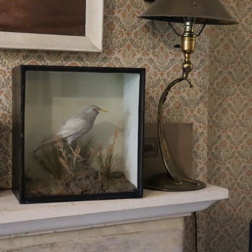 TAXIDERMY RARE STUFFED GREY STARLING BY H N PASHLEY - ADDITIONAL PHOTO 4