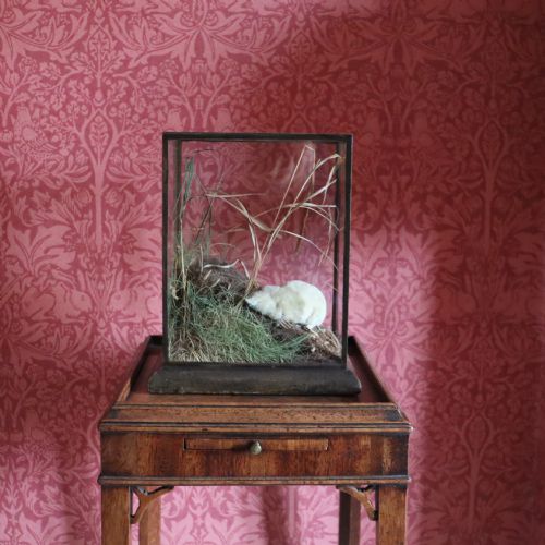 taxidermyalbino mole by rowland ward of london - CATEGORY: ANTIQUE MISCELLANEOUS - DATED 1900