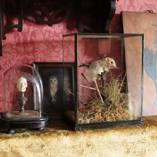 VICTORIAN TAXIDERMY HAZEL DORMOUSE BY ROWLAND WARD OF LONDON IN TYPICAL ALL GLASS CASE - ADDITIONAL PHOTO 5