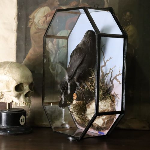 TAXIDERMY JACKDAW BY WF HOMER LONDON CIRCA 1920 - ADDITIONAL PHOTO 8