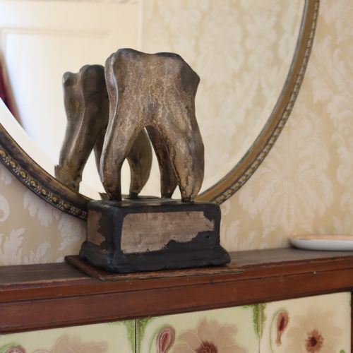 DENTAL OR MEDICAL ANATOMICAL MODEL OF A TOOTH CIRCA 1900 - ADDITIONAL PHOTO 5