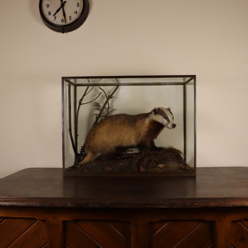 VICTORIAN TAXIDERMY STUFFED BADGER BY ROWLAND WARD OF LONDON - ADDITIONAL PHOTO 2