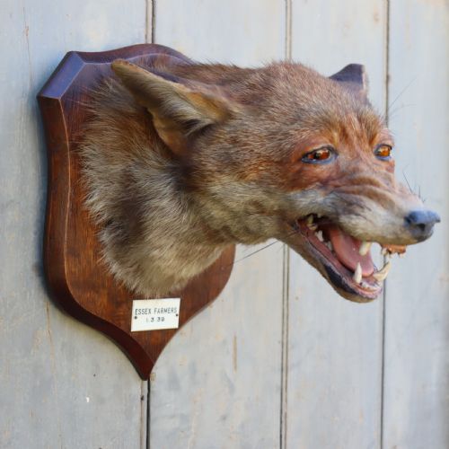 TAXIDERMY FOX MASK BY P SPICER SONS OF ROYAL LEAMINGTON SPA DATED 1939 - ADDITIONAL PHOTO 1
