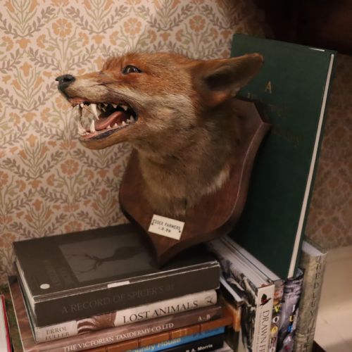 TAXIDERMY FOX MASK BY P SPICER SONS OF ROYAL LEAMINGTON SPA DATED 1939 - ADDITIONAL PHOTO 3
