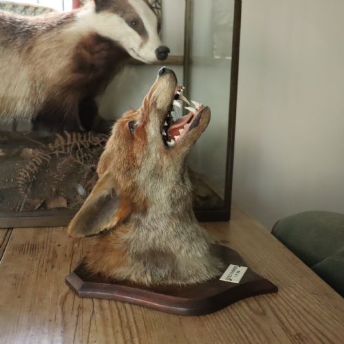 TAXIDERMY FOX MASK BY P SPICER SONS OF ROYAL LEAMINGTON SPA DATED 1939 - ADDITIONAL PHOTO 7