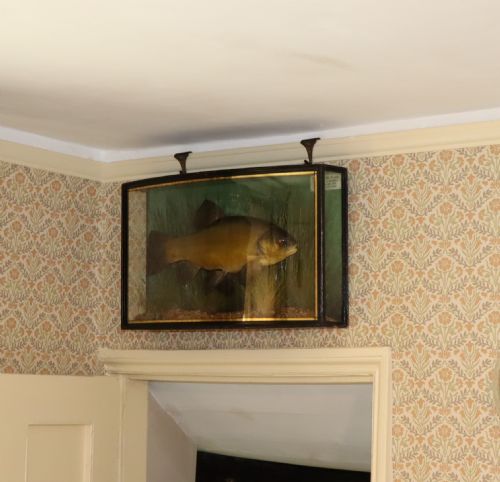 TAXIDERMY TENCH BY J COOPER SONS - ADDITIONAL PHOTO 4