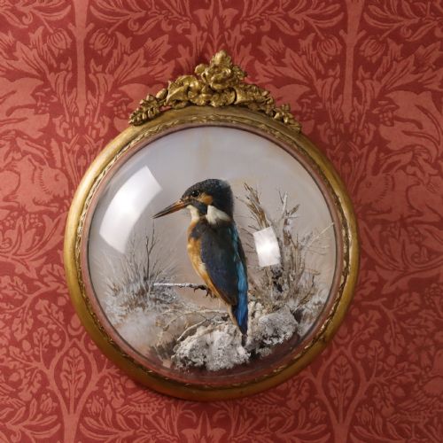 victorian taxidermy kingfisher in wall dome by peter spicer - CATEGORY: ANTIQUE MISCELLANEOUS - DATED 1870