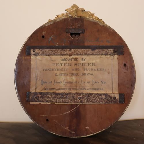 VICTORIAN TAXIDERMY KINGFISHER IN WALL DOME BY PETER SPICER - ADDITIONAL PHOTO 2