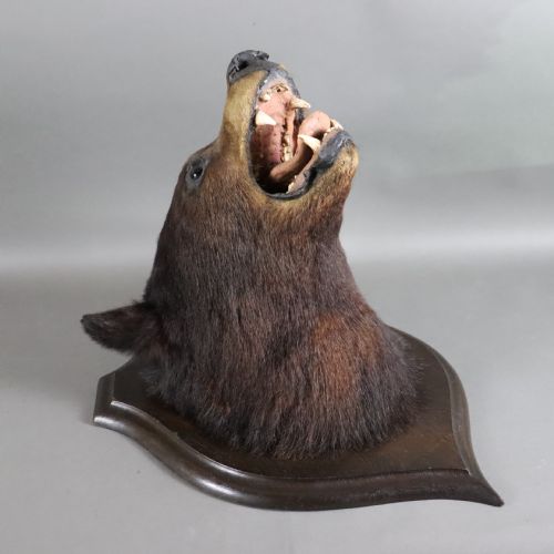 VICTORIAN TAXIDERMY BLACK BEAR HEAD BY ROWLAND WARD OF LONDON - ADDITIONAL PHOTO 1