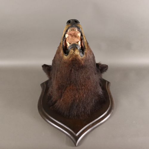 VICTORIAN TAXIDERMY BLACK BEAR HEAD BY ROWLAND WARD OF LONDON - ADDITIONAL PHOTO 3