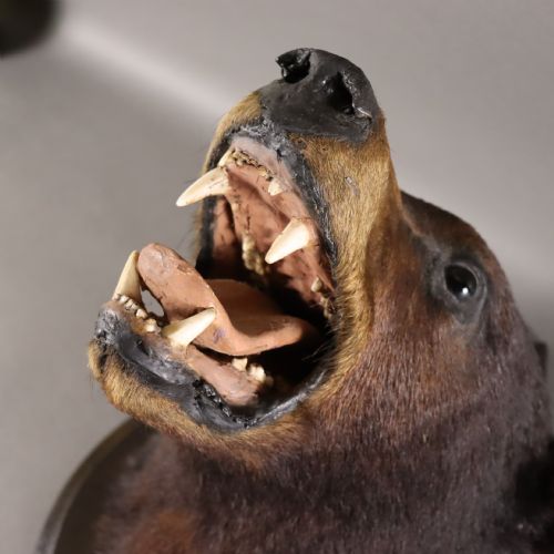 VICTORIAN TAXIDERMY BLACK BEAR HEAD BY ROWLAND WARD OF LONDON - ADDITIONAL PHOTO 5