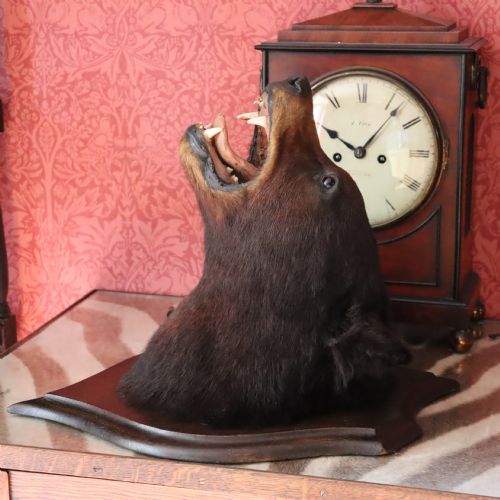VICTORIAN TAXIDERMY BLACK BEAR HEAD BY ROWLAND WARD OF LONDON - ADDITIONAL PHOTO 8