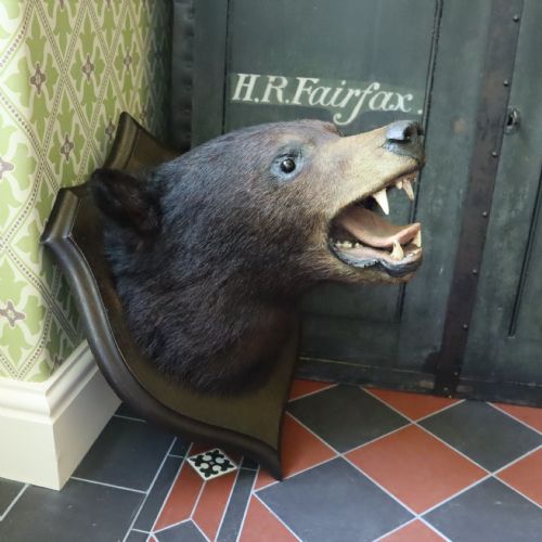 VICTORIAN TAXIDERMY BLACK BEAR HEAD BY ROWLAND WARD OF LONDON - ADDITIONAL PHOTO 9