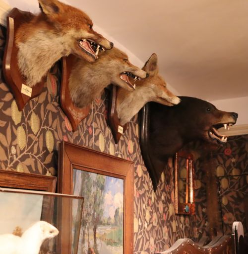 VICTORIAN TAXIDERMY BLACK BEAR HEAD BY ROWLAND WARD OF LONDON - ADDITIONAL PHOTO 11