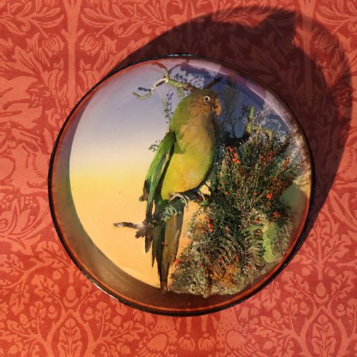 victorian taxidermy cape parrot poicephalus robustus by the famous london taxidermy firm of james gardner - CATEGORY: ANTIQUE MISCELLANEOUS - DATED 1880