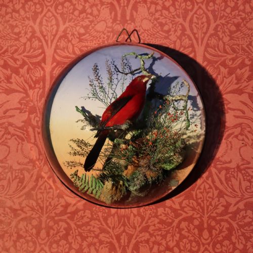 victorian taxidermy scarlet tanager by the famous london taxidermy firm of james gardner - CATEGORY: ANTIQUE MISCELLANEOUS - DATED 1880