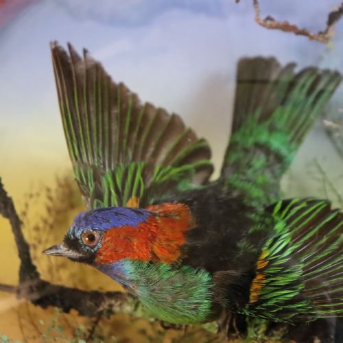 VICTORIAN TAXIDERMY REDNECKED TANAGER TANGARA CYANOCEPHALA BY THE FAMOUS LONDON TAXIDERMY FIRM OF JAMES GARDNER - ADDITIONAL PHOTO 3