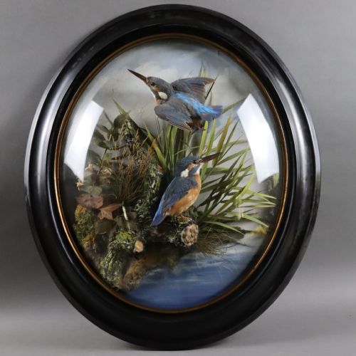 victorian taxidermy pair of kingfishers in convex wall dome by allen co of york - CATEGORY: ANTIQUE MISCELLANEOUS - DATED 1890