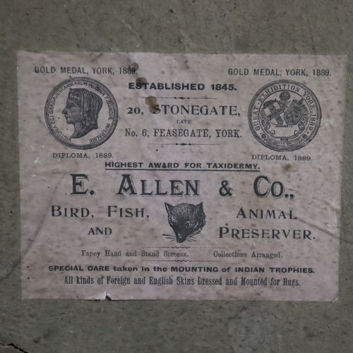 VICTORIAN TAXIDERMY PAIR OF KINGFISHERS IN CONVEX WALL DOME BY ALLEN CO OF YORK - ADDITIONAL PHOTO 2