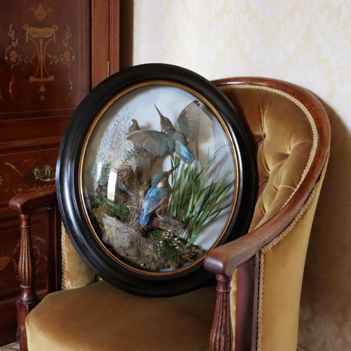 VICTORIAN TAXIDERMY PAIR OF KINGFISHERS IN CONVEX WALL DOME BY ALLEN CO OF YORK - ADDITIONAL PHOTO 1