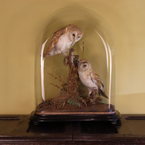 victorian taxidermy pair of barn owls with prey in the manner of shaw of shrewsbury - CATEGORY: ANTIQUE MISCELLANEOUS - DATED VICTORIAN
