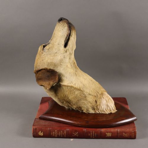 VICTORIAN TAXIDERMY DAIRY MAID A HUNTS NOTED FOX HOUND MOUNTED BY THE FAMOUS VICTORIAN TAXIDERMIST PETER SPICER OF ROYAL LEAMINGTON SPA - ADDITIONAL PHOTO 1