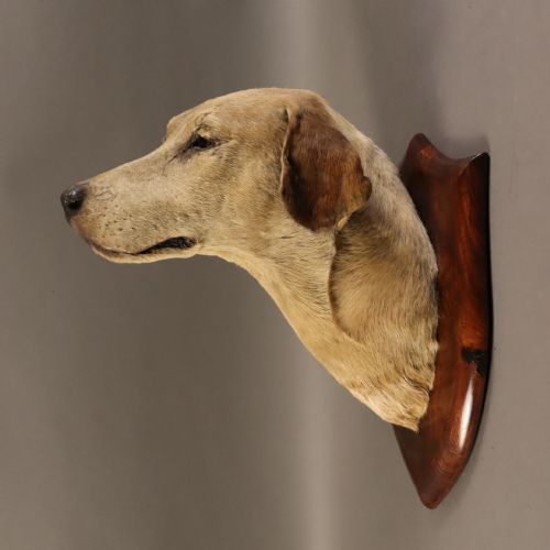VICTORIAN TAXIDERMY DAIRY MAID A HUNTS NOTED FOX HOUND MOUNTED BY THE FAMOUS VICTORIAN TAXIDERMIST PETER SPICER OF ROYAL LEAMINGTON SPA - ADDITIONAL PHOTO 5