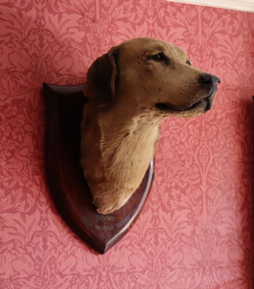 VICTORIAN TAXIDERMY DAIRY MAID A HUNTS NOTED FOX HOUND MOUNTED BY THE FAMOUS VICTORIAN TAXIDERMIST PETER SPICER OF ROYAL LEAMINGTON SPA - ADDITIONAL PHOTO 6