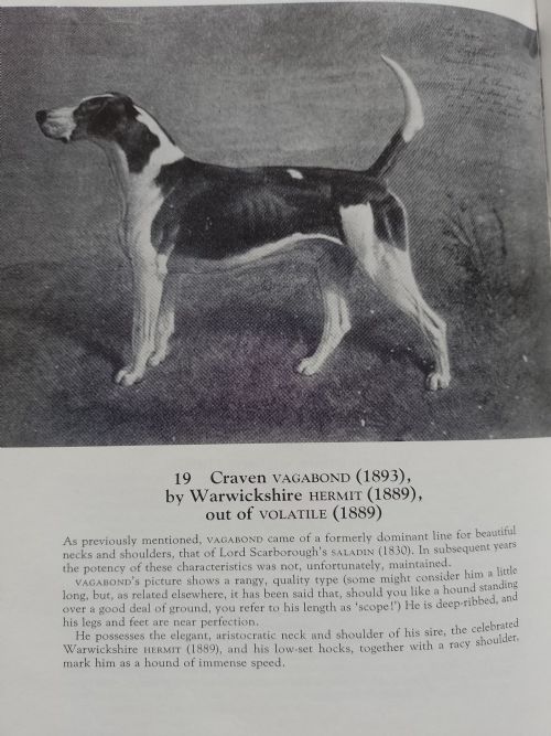 VICTORIAN TAXIDERMY DAIRY MAID A HUNTS NOTED FOX HOUND MOUNTED BY THE FAMOUS VICTORIAN TAXIDERMIST PETER SPICER OF ROYAL LEAMINGTON SPA - ADDITIONAL PHOTO 7