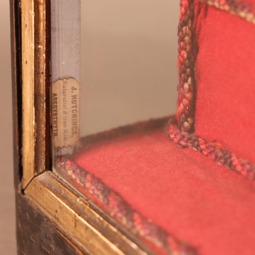 fig 1. An early 20th-century cased taxidermy pet dog seated on a red fabric cushion against a painted sky background inside a glazed wooden case with gilt trim.