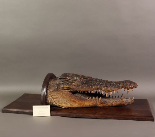 VICTORIAN TAXIDERMY NILE CROCODILE CIRCA 1880 - ADDITIONAL PHOTO 4