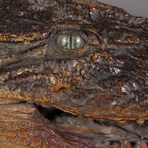VICTORIAN TAXIDERMY NILE CROCODILE CIRCA 1880 - ADDITIONAL PHOTO 6