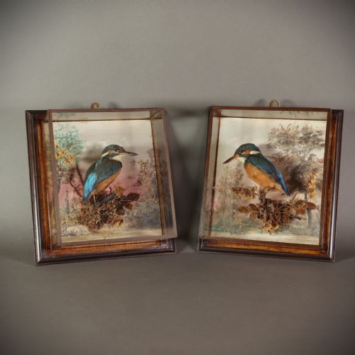 antique taxidermy a pair of picture frame cases by rowland green each containing a kingfisher with painted scenic back drop - CATEGORY: ANTIQUE ART - DATED 1920