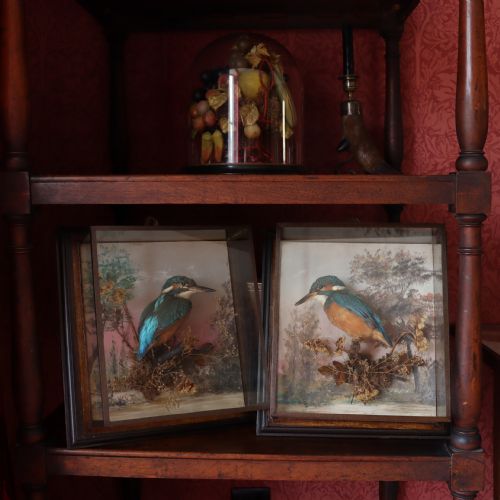 ANTIQUE TAXIDERMY A PAIR OF PICTURE FRAME CASES BY ROWLAND GREEN EACH CONTAINING A KINGFISHER WITH PAINTED SCENIC BACK DROP - ADDITIONAL PHOTO 7