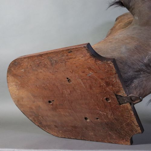 VICTORIAN TAXIDERMY AFRICAN NILE BUFFALO TROPHY BY GERRARD SONS LONDON CIRCA 1900 - ADDITIONAL PHOTO 7