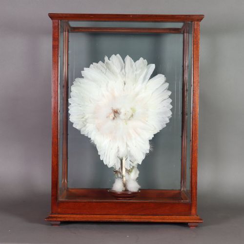 VICTORIAN TAXIDERMY A LADYS HUMMING BIRD AND FEATHER FAN IN A MUSEUM QUALITY MAHOGANY CASE - ADDITIONAL PHOTO 7