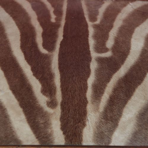 ANTIQUE TAXIDERMY ZEBRA HIDE OCCASIONAL TABLE BY ROWLAND WARD OF LONDON - ADDITIONAL PHOTO 3