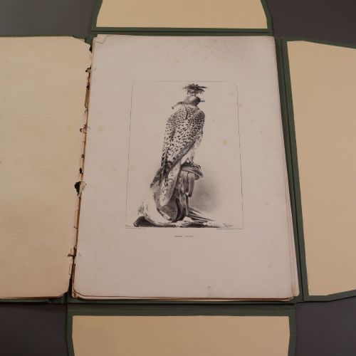 VICTORIAN TAXIDERMY RARE FASCICULUS BY JOHN HANCOCK - ADDITIONAL PHOTO 5