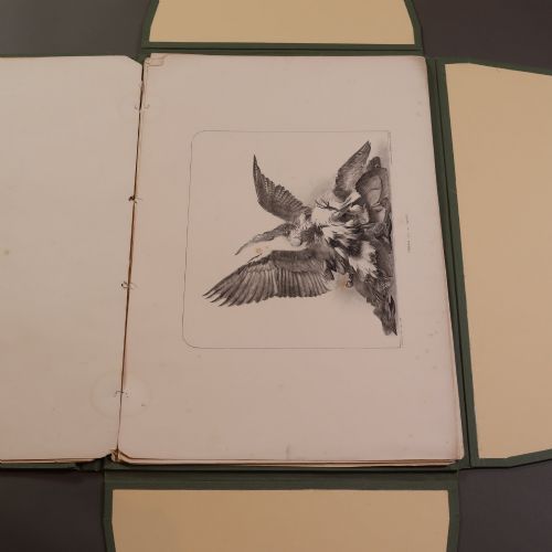 VICTORIAN TAXIDERMY RARE FASCICULUS BY JOHN HANCOCK - ADDITIONAL PHOTO 6