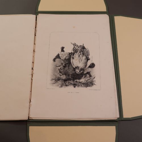 VICTORIAN TAXIDERMY RARE FASCICULUS BY JOHN HANCOCK - ADDITIONAL PHOTO 9