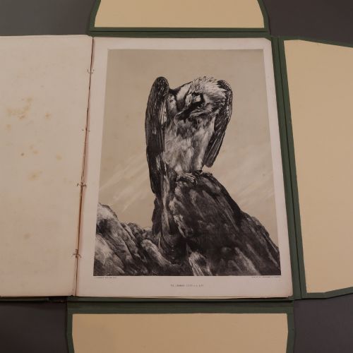 VICTORIAN TAXIDERMY RARE FASCICULUS BY JOHN HANCOCK - ADDITIONAL PHOTO 11