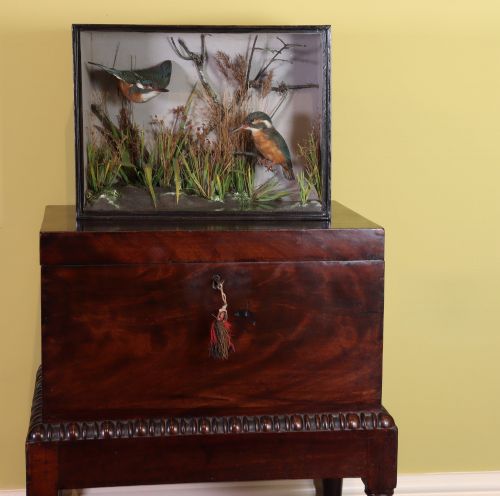 TAXIDERMY PAIR OF KINGFISHERS BY THE FAMOUS NORWICH TAXIDERMIST T E GUNN CIRCA 1890 - ADDITIONAL PHOTO 1