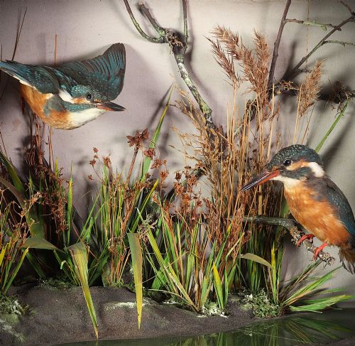 TAXIDERMY PAIR OF KINGFISHERS BY THE FAMOUS NORWICH TAXIDERMIST T E GUNN CIRCA 1890 - ADDITIONAL PHOTO 2