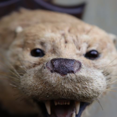 TAXIDERMY OTTER MASK BY PETER SPICER SONS EARLY 20TH CENTURY - ADDITIONAL PHOTO 3