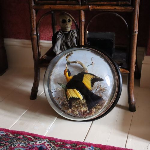 VICTORIAN TAXIDERMY WALL DOME CONTAINING AN AUSTRALIAN MALE REGENT BOWER BIRD - ADDITIONAL PHOTO 1