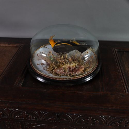VICTORIAN TAXIDERMY WALL DOME CONTAINING AN AUSTRALIAN MALE REGENT BOWER BIRD - ADDITIONAL PHOTO 2