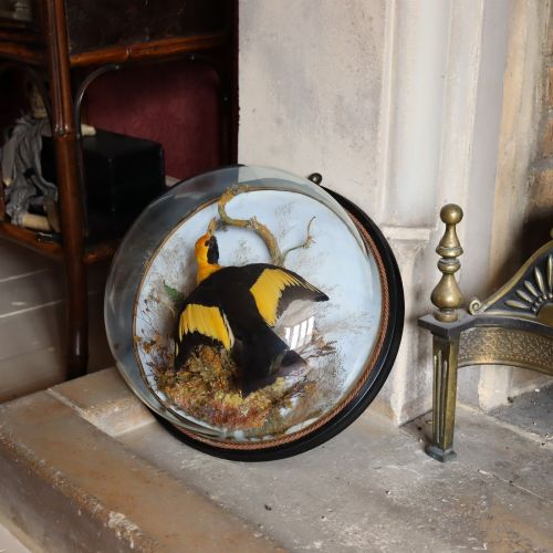 VICTORIAN TAXIDERMY WALL DOME CONTAINING AN AUSTRALIAN MALE REGENT BOWER BIRD - ADDITIONAL PHOTO 4