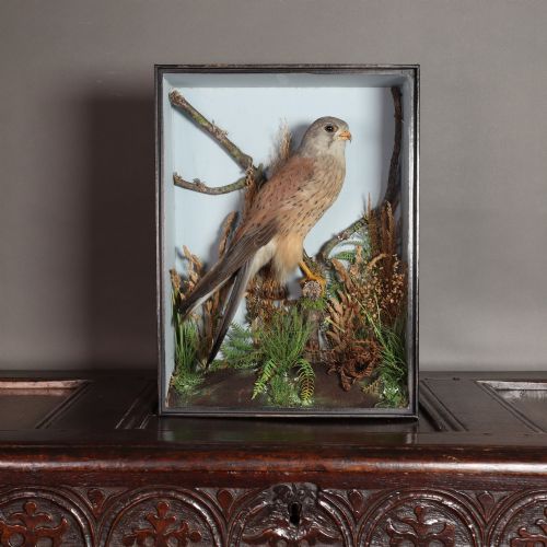 Victorian Taxidermy – Kestrel by T. E. Gunn. Circa 1890