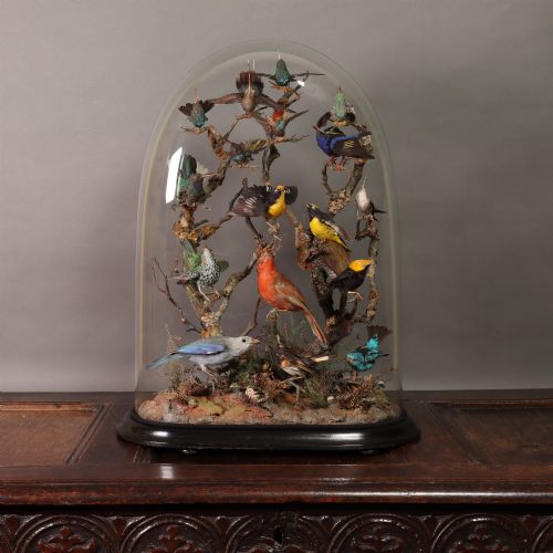 Taxidermy – A Fine Victorian Dome Containing Eighteen South American Birds